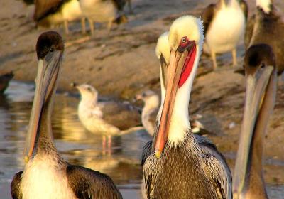 u49/lesliej/medium/34953803.brownpelibreedingplumage.jpg