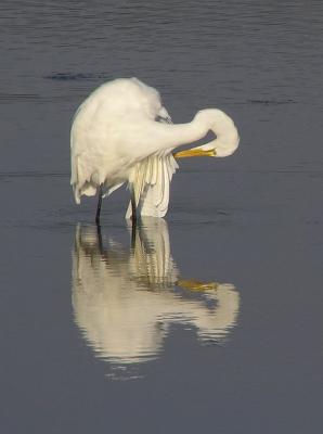 gr egret preening.jpg