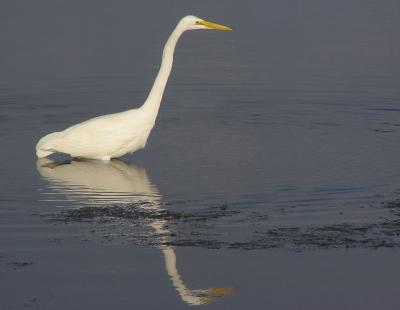 gr egret reflection.jpg