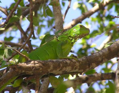 sayulita_mexico__iguanas