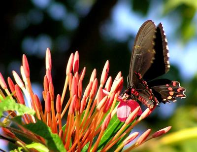 pink spotted swallowtail.jpg