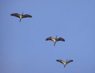 wood storks.jpg