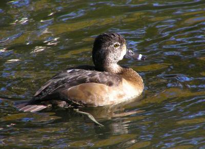 ringnecked female.jpg