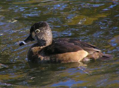 ringnecked female 2.jpg