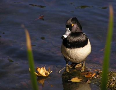 ringnecked male 2.jpg