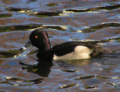 ringnecked male.jpg