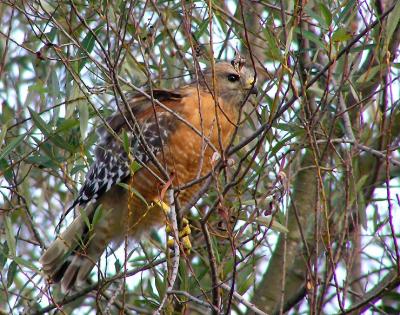 red shouldered 2jpg