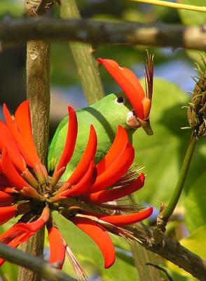 yellow chevroned parakeet 5.jpg