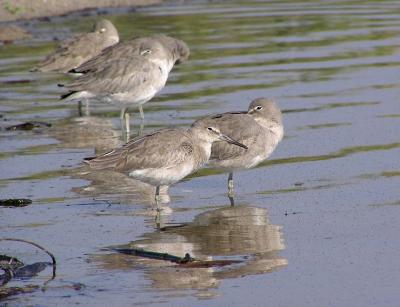 willets resting.jpg