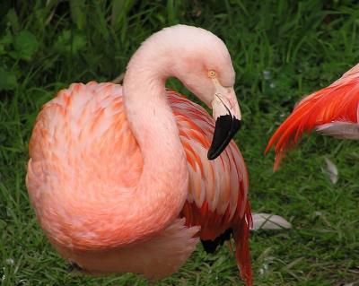 chilean flamingo.jpg
