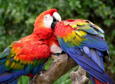 scarlet macaws preening.jpg