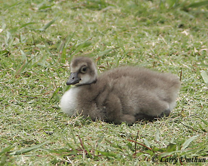 Hawaiian Goose (Gosling)