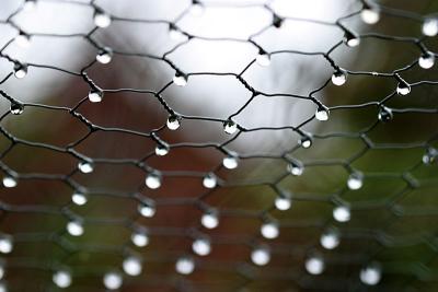 chicken wire drip