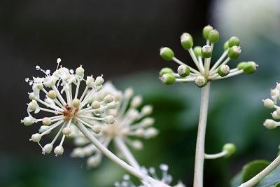 fatsia japonica