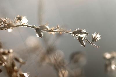 golden rod seeds