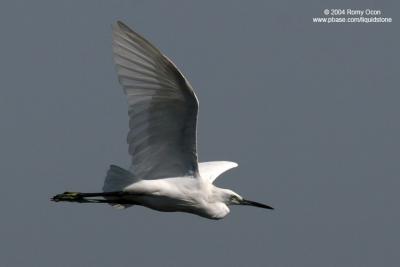 Little Egret 

Scientific name: Egretta Garzetta 

Habitat: Common in coastal marsh and tidal flats to ricefields. 

