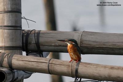 Common Kingfisher 

Scientific Name - Alcedo atthis 

Habitat - Along coasts, fish ponds and open rivers. 
