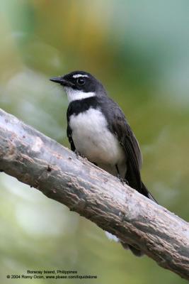 Pied Fantail 

Scientific name: Rhipidura javanica 

Habitat: Common in parks, residential areas, thickets and mangroves. 

