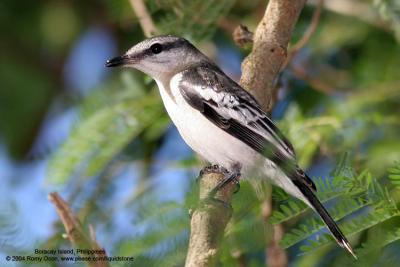 Pied Triller 

Scientific name - Lalage nigra 

Habitat - Common in trees in open country, gardens in towns, and open scrub in the lowlands. 

