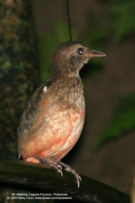 Red-bellied Pitta
(Immature)

Scientific name - Pitta erythrogaster 

Habitat - Forages on the ground in a variety of habitats from scrub to virgin forest, usually below 1000 m.
