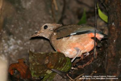 Red-bellied Pitta
(Immature)

Scientific name - Pitta erythrogaster 

Habitat - Forages on the ground in a variety of habitats from scrub to virgin forest, usually below 1000 m.
