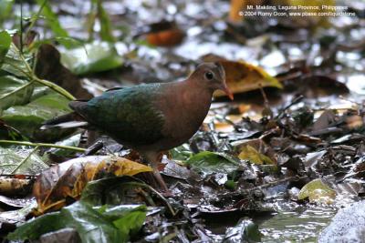 Common Emerald-Dove 

Scientific name - Chalcophaps indica 

Habitat - Common but shy in forests up to 1000 m.
