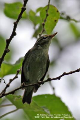 Arctic Warbler 

Scientific name - Phylloscopus borealis 

Habitat - Variety of forest types at all levels and elevations. 
