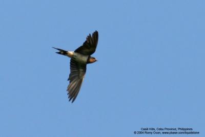 Barn Swallow 

Scientific name - Hirundo rustica 

Habitat - Coast to above the forest in high mountains. 
