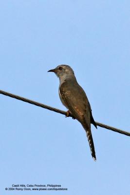 Plaintive Cuckoo

Scientific name - Cacomantis merulinus

Habitat - Low to middle elevation forest, edge, scrub and clearings.