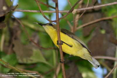 Olive-backed Sunbird (Female)

Scientific name - Nectarinia jugularis 

Habitat - Common lowland sunbird 
