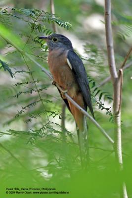 Brush Cuckoo 

Scientific name - Cacomantis variolosus sepulcralis 

Habitat - Coastal mangrove to montane mossy forest.
