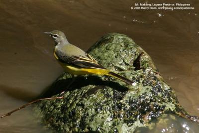 Grey Wagtail 

Scientific name - Motacilla cinerea 

Habitat - Streams and forest roads at all elevations.
