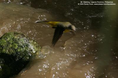 Grey Wagtail 

Scientific name - Motacilla cinerea 

Habitat - Streams and forest roads at all elevations.

