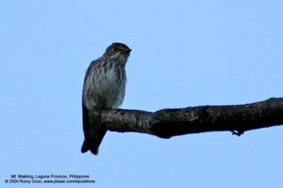 Grey-streaked Flycatcher

Scientific name - Muscicapa griseisticta

Habitat - Conspicuously perches in tops of trees in forest, edge and open areas.