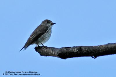 Grey-streaked Flycatcher

Scientific name - Muscicapa griseisticta

Habitat - Conspicuously perches in tops of trees in forest, edge and open areas.