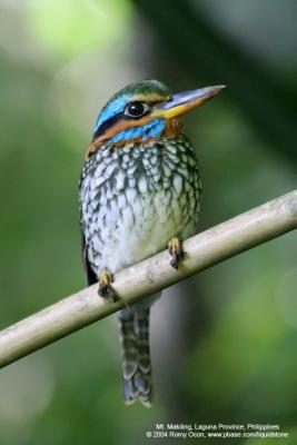 Spotted Wood-kingfisher 
(a Philippine endemic, male) 

Scientific name - Actenoides lindsayi 

Habitat - Fairly common in lowland forest understory, perches motionless in dark recesses. 

