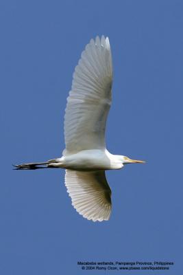 Great Egret 

Scientific name - Egretta alba modesta 

Habitat - Uncommon in a variety of wetlands from coastal marshes to ricefields. 

