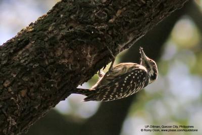 Philippine Pygmy Woodpecker 
(Philippine endemic) 

Scientific name - Dendrocopos maculatus 

Habitat - Smallest Philippine woodpecker, common in lowland and montane forest and edge, 
in understory and canopy. 

