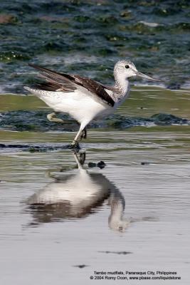 Common Greenshank 

Scientific name - Tringa nebularia 

Habitat - Ricefields to coastal mud and coral flats. 

