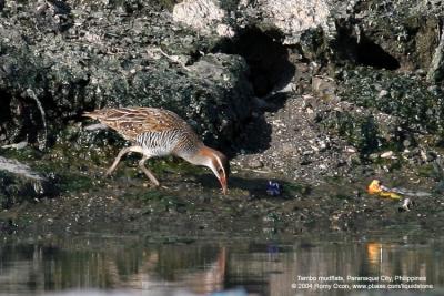 Buff-banded Rail 

Scientific name - Gallirallus philippensis 

Habitat - Marshes, ricefields and open grasslands.

