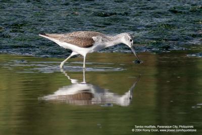 Common Greenshank 

Scientific name - Tringa nebularia 

Habitat - Ricefields to coastal mud and coral flats. 

