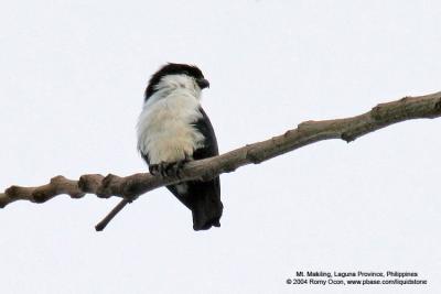 Philippine Falconet 
(a Philippine endemic) 

Scientific name - Microhierax erythrogenys erythrogenys 

Habitat - Open forest and edge. 
