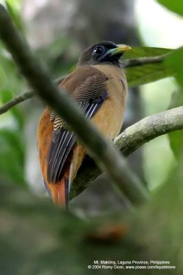 Philippine Trogon
(a Philippine endemic)

Scientific name - Harpactes ardens luzoniensis

Habitat - Forest and second growth.