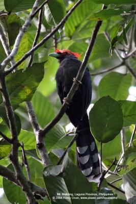 Red-Crested Malkoha 
(a Philippine endemic) 

Scientific name - Phaenicophaeus superciliosus 

Habitat - Fairly common in lowland forest, edge and second growth. 
