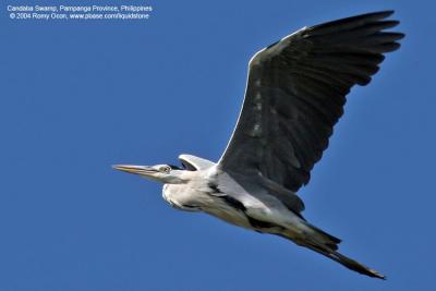 Grey Heron

Scientific name - Ardea cinerea

Habitat - Uncommon in wetlands.