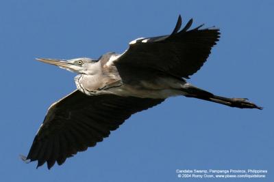 Grey Heron 

Scientific name - Ardea cinerea 

Habitat - Uncommon in wetlands.
