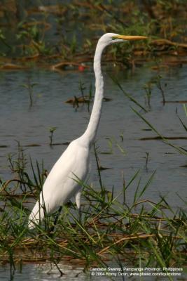 Great Egret 

Scientific name - Egretta alba modesta 

Habitat - Uncommon in a variety of wetlands from coastal marshes to ricefields. 

