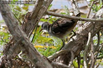 White-browed Crake 

Scientific name - Porzana cinerea 

Habitat - Common in wide variety of wetlands from ricefields to tidal marshes and edges to lakes.
