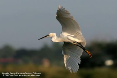Little Egret 

Scientific name: Egretta garzetta 

Habitat: Common in coastal marsh and tidal flats to ricefields.