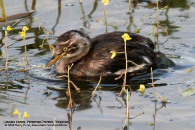 Little Grebe (immature) 

Scientific name - Tachybaptus ruficollis 

Habitat - Uncommon, in freshwater ponds or marshes. Dives when disturbed by intruders.